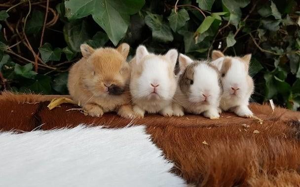Mini baby dwerg konijnen !  💕 konijntjes dwergen konijn, Meerdere dieren, Dwerg, Hangoor, 0 tot 2 jaar