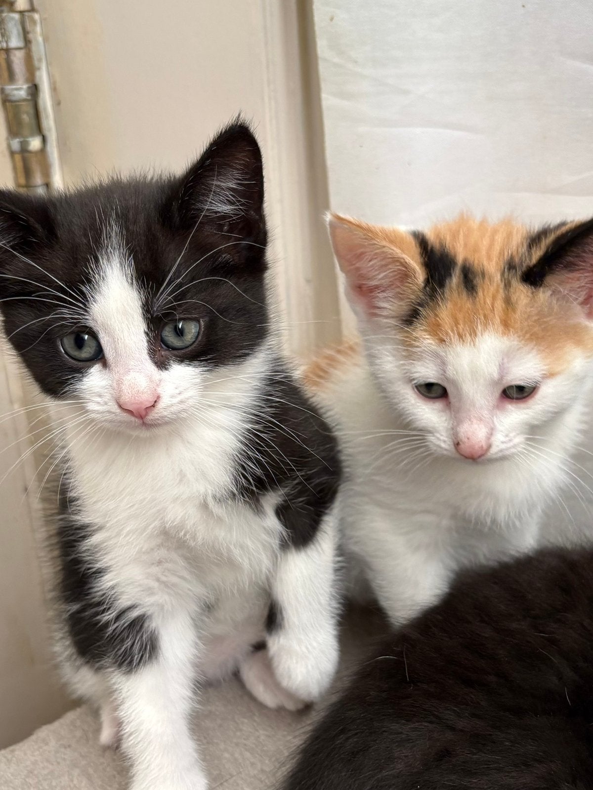 Prachtige lieve kittens, Dieren en Toebehoren, Poes, Kortharig