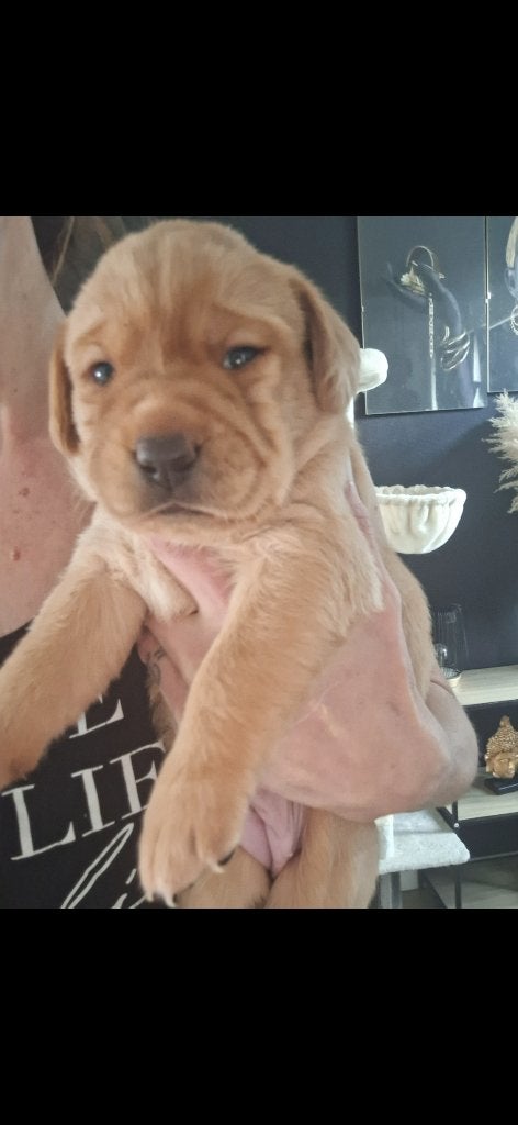 Prachtige pups blond/redfox labradors, 8 tot 15 weken, Labrador retriever, Meerdere, Meerdere dieren