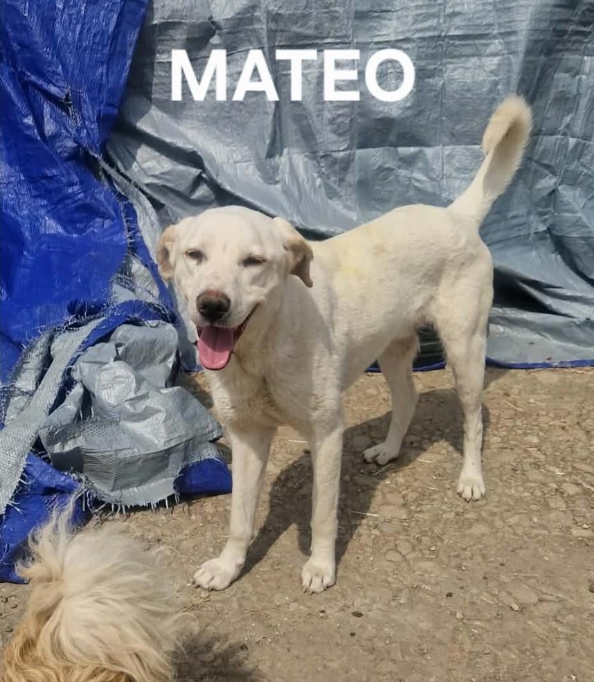 Mateo zoekt baasje, Particulier, Reu, 1 tot 2 jaar, Buitenland