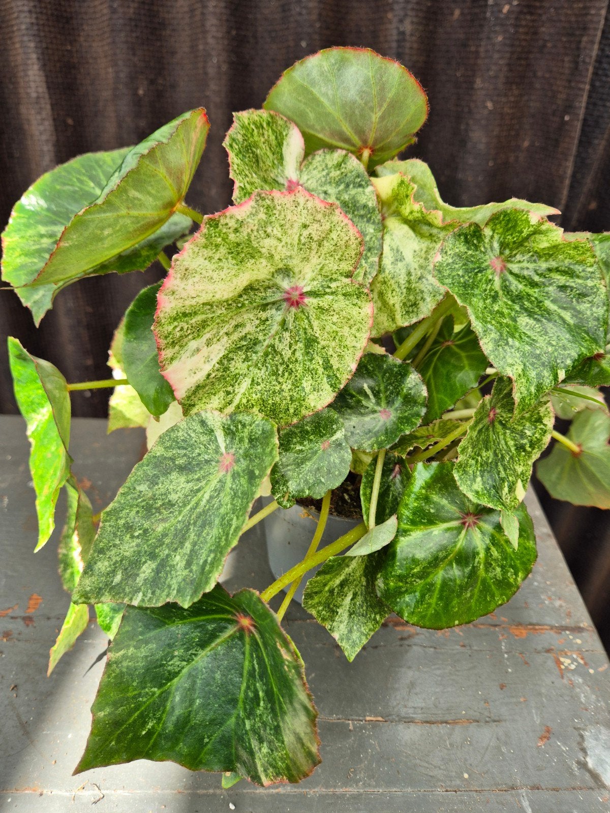 Begonia Rouge Variegata p13 (B)