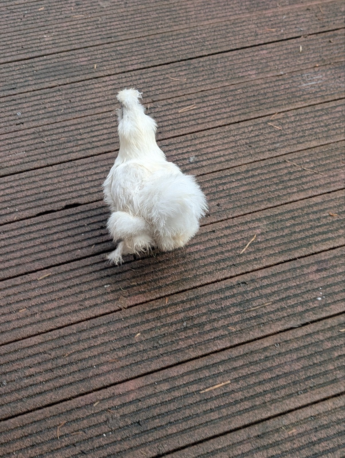 zijdehoenders hanen en hennetjes, Dieren en Toebehoren, Vrouwelijk, Kip