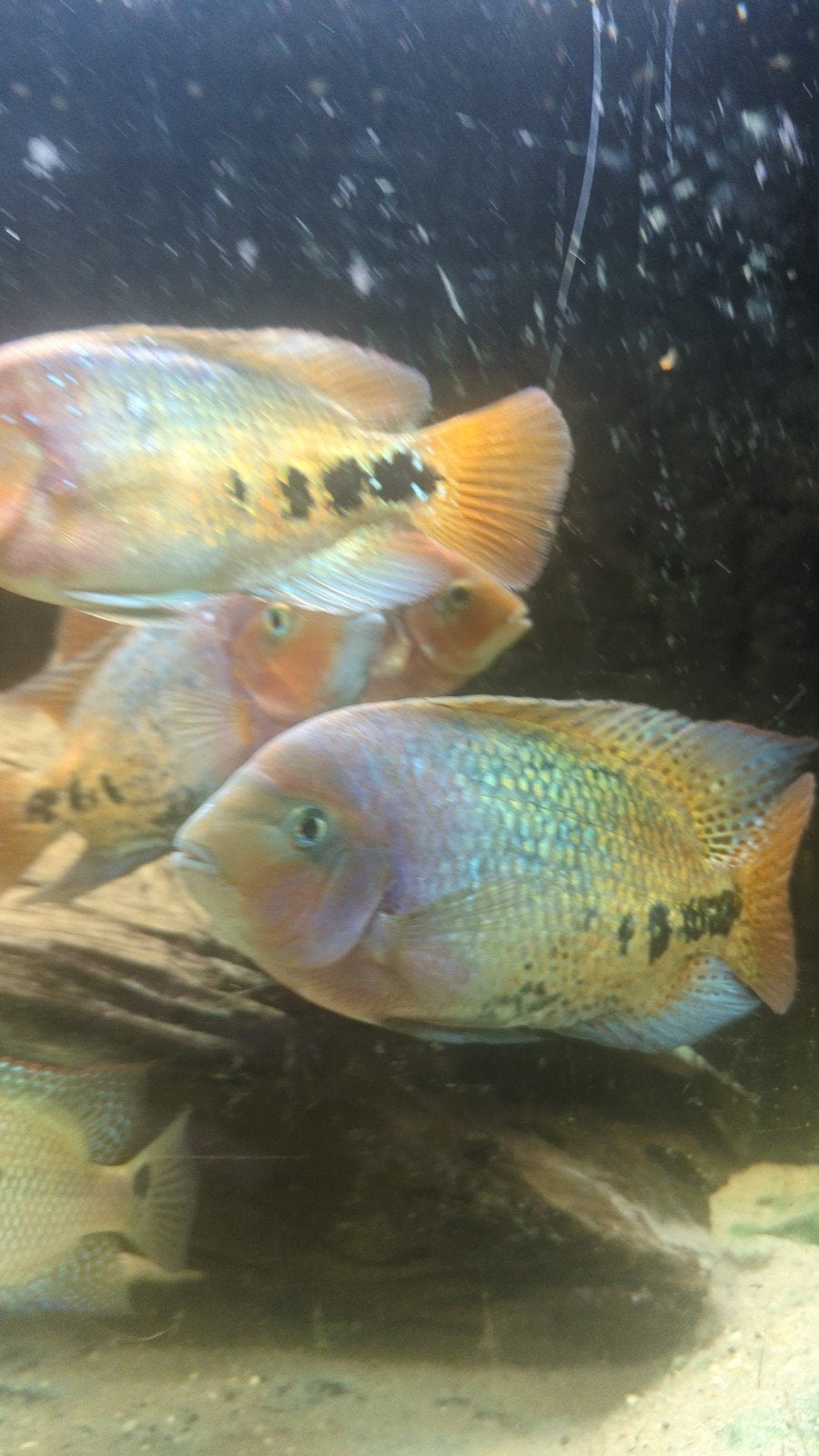 Vieja melanura Spotted, Dieren en Toebehoren, Vissen | Aquariumvissen, Vis