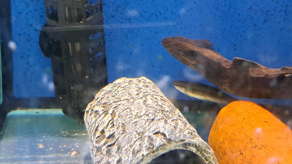 Gratis vis, Dieren en Toebehoren, Vissen | Aquariumvissen, Vis