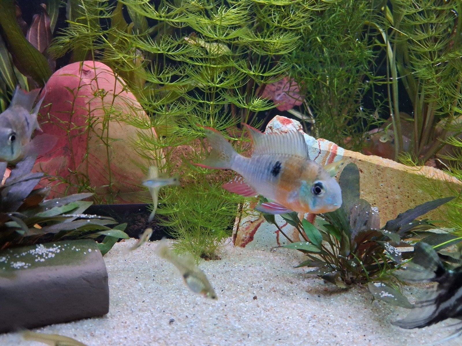 Mikrogeophagus Altispinosus, Vis, Zoetwatervis