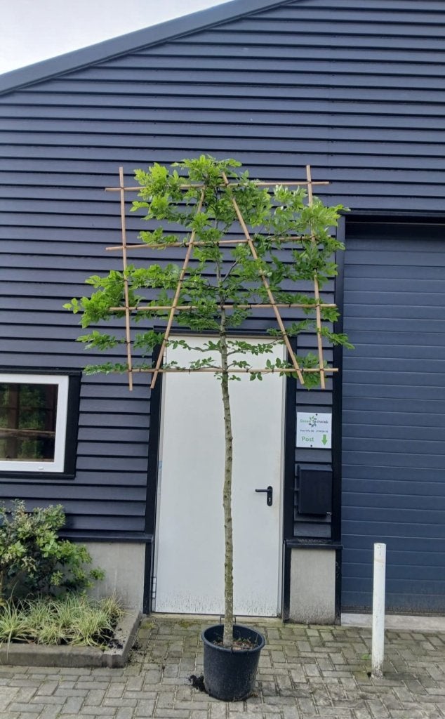 Carpinus betulus lei vorm