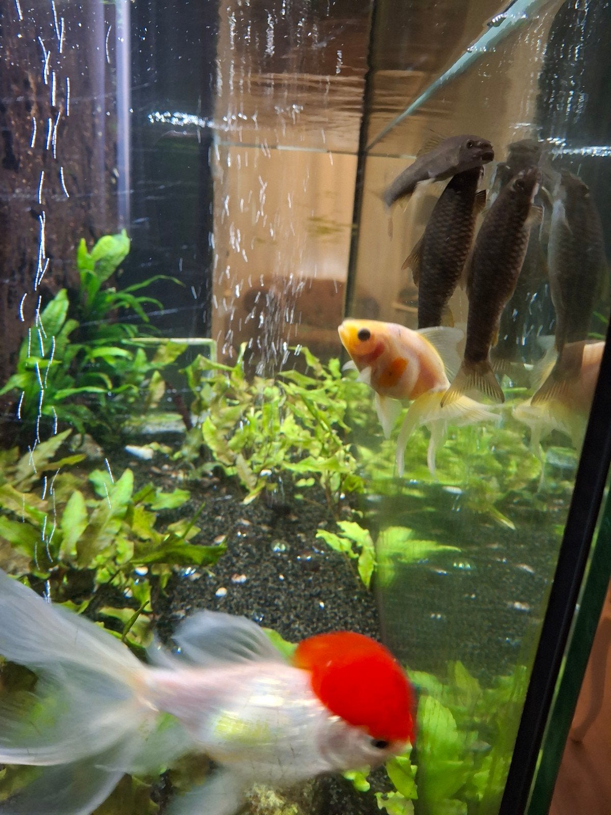 vissen zoeken goed nieuw huis, Vis, Zoetwatervis