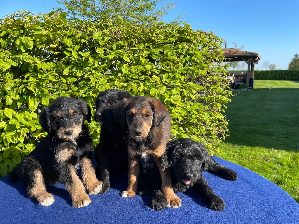 Doodle Pups, Parvo, 8 tot 15 weken, Meerdere, Meerdere dieren