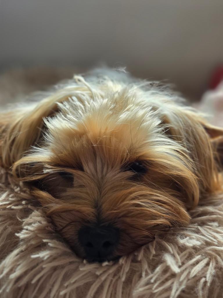 Kleine Yorkshire Terrier herplaatser, Dieren en Toebehoren, Particulier, 1 tot 2 jaar, Buitenland, Parvo
