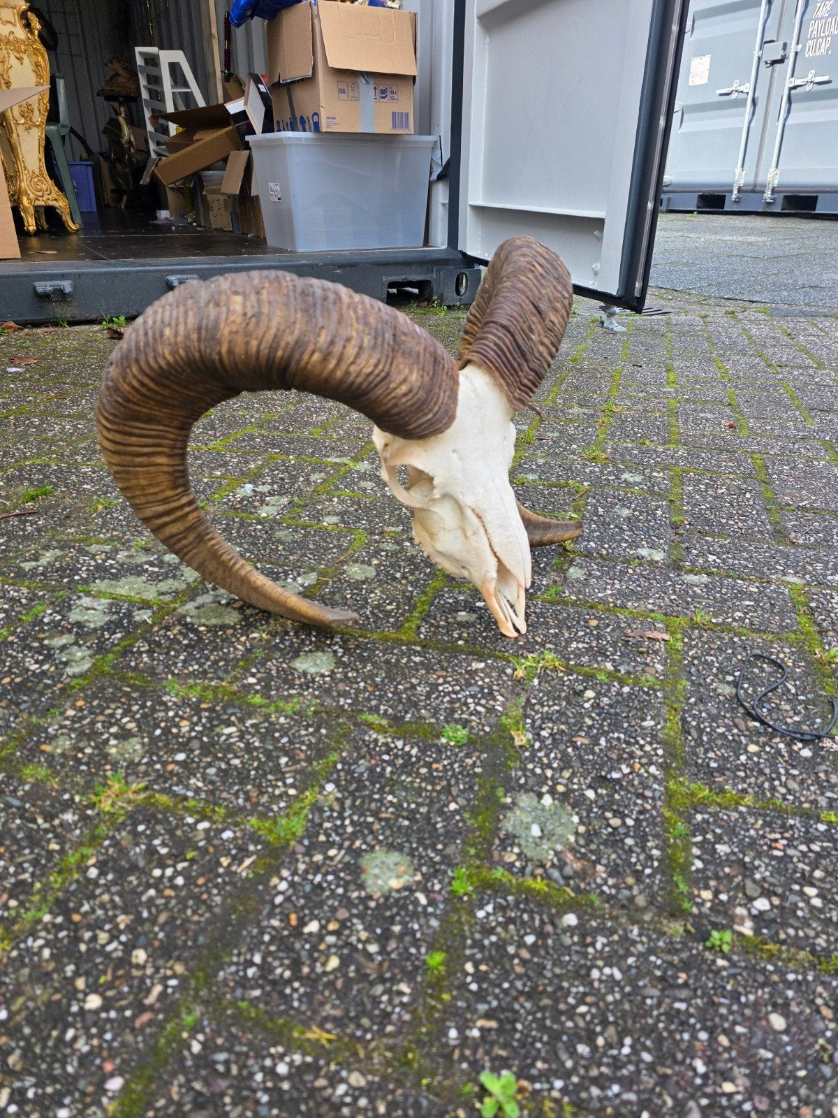Moeflon schedels, taxidermie opgezette dieren ram skulls, Verzamelen, Dierenverzamelingen, Ophalen, Schedel