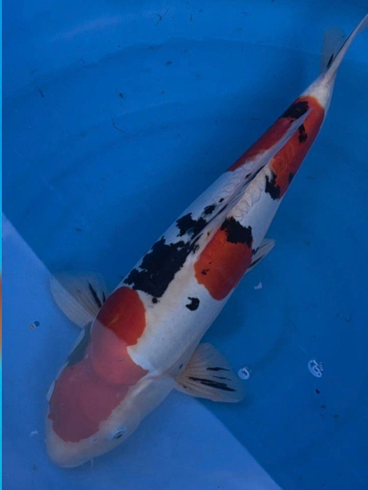 Doitsu Sanke, Dieren en Toebehoren, Karper of Koi