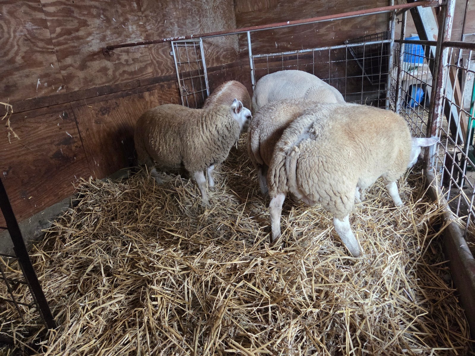 Mooie zuivere Texelaar dekrammen, Mannelijk, Schaap, 0 tot 2 jaar