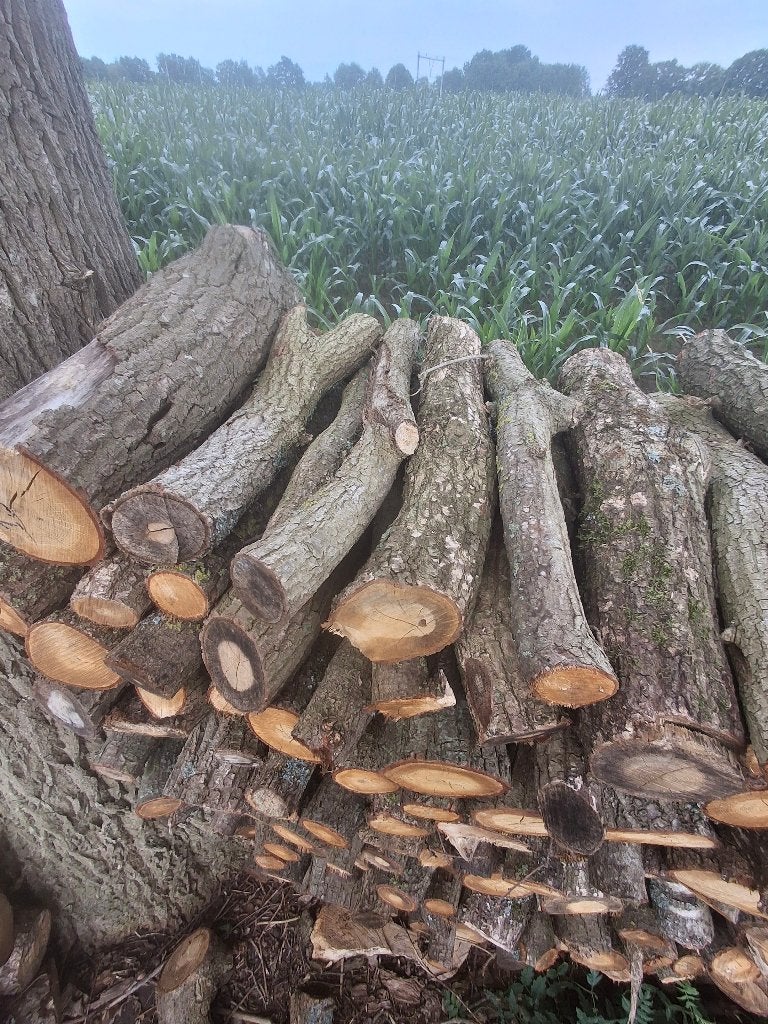 Openhaardhout, Tuin en Terras, Haardhout, Minder dan 3 m³, Ophalen, Eikenhout, Stammen