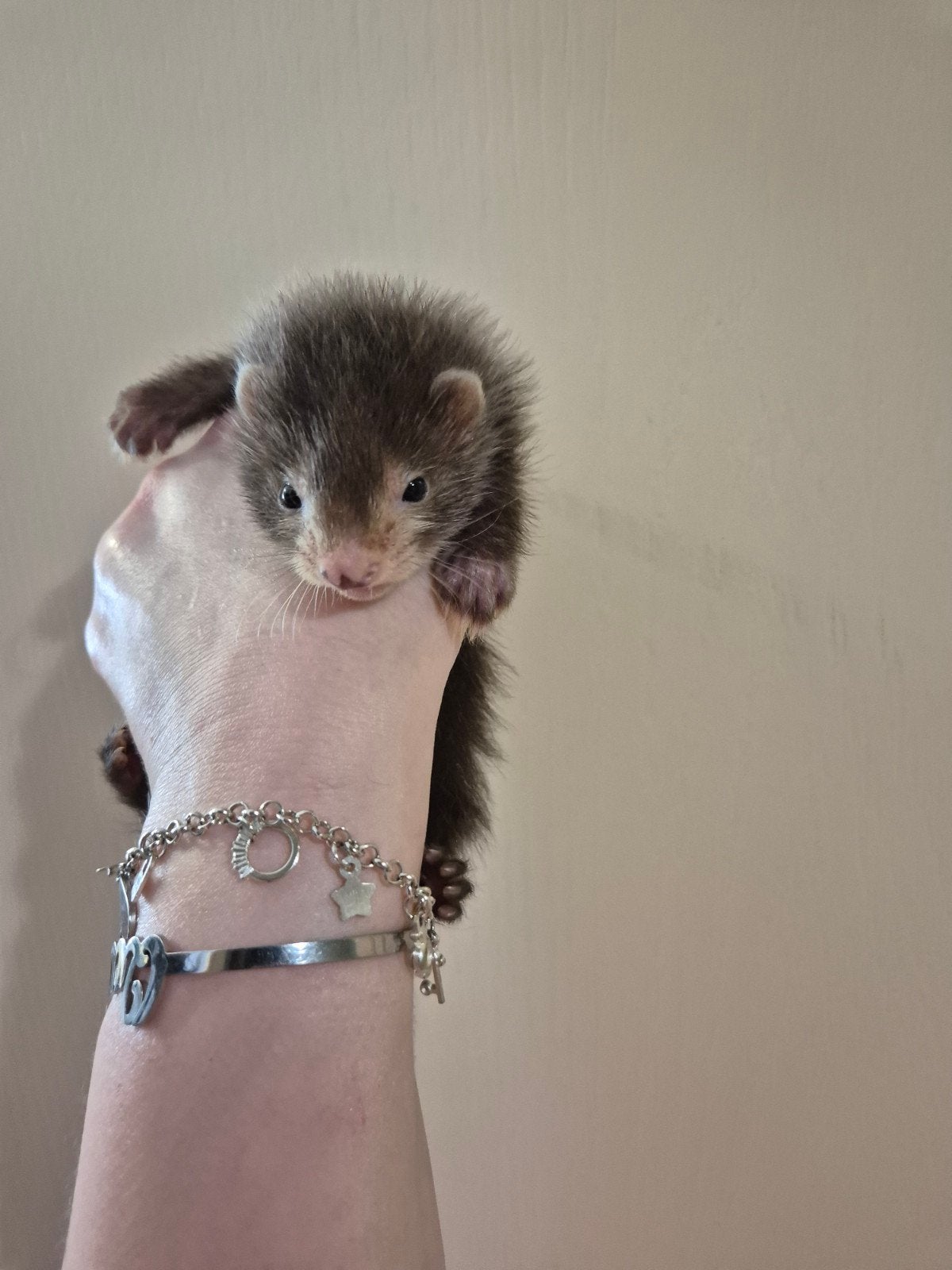 2 super mooie vol angora fretten moertjes pups, Dieren en Toebehoren, Overige Dieren, Mei, Vrouwelijk
