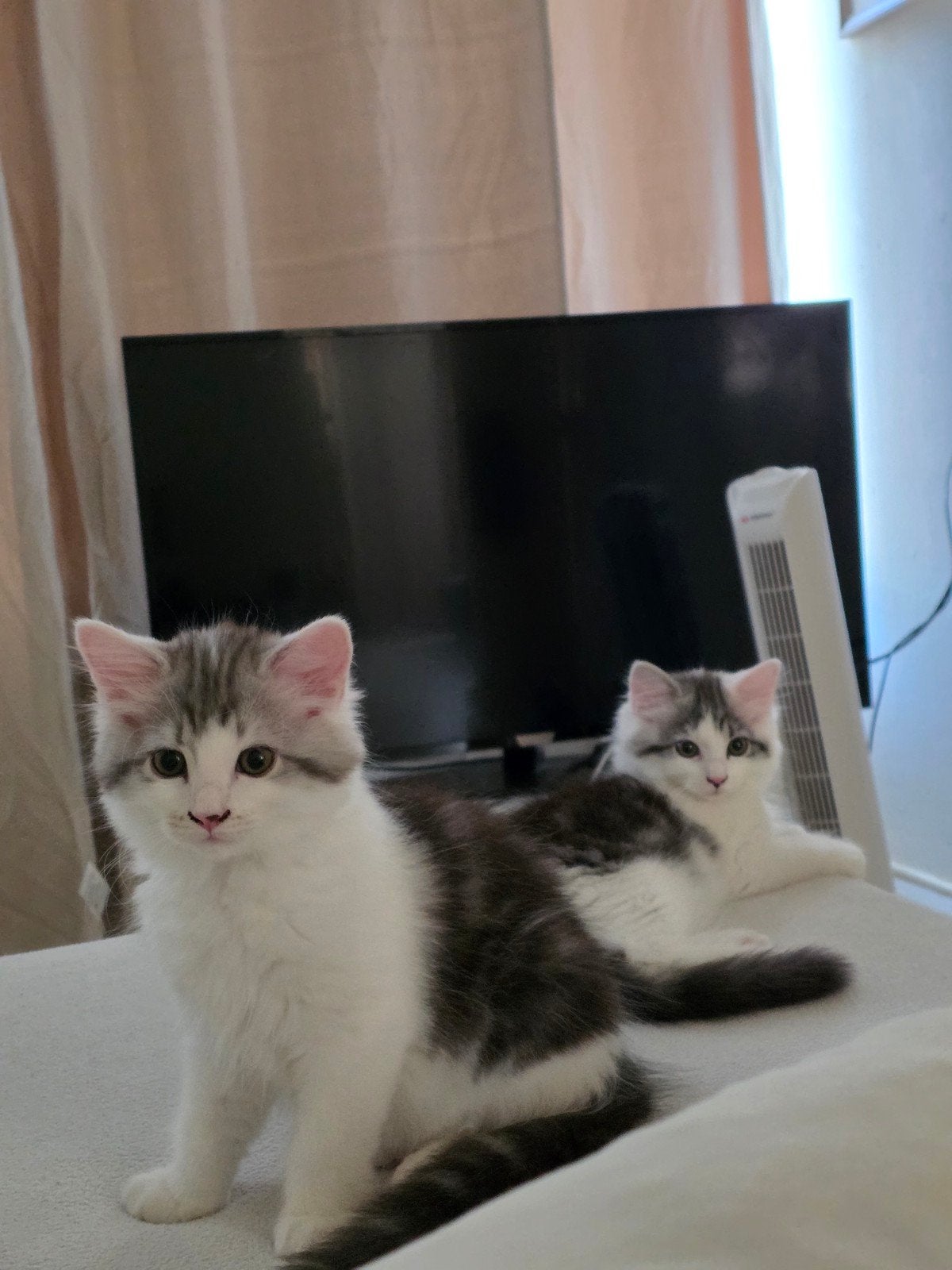 Ragdoll x kittens, Dieren en Toebehoren, Katten en Kittens | Raskatten | Langhaar, Meerdere dieren