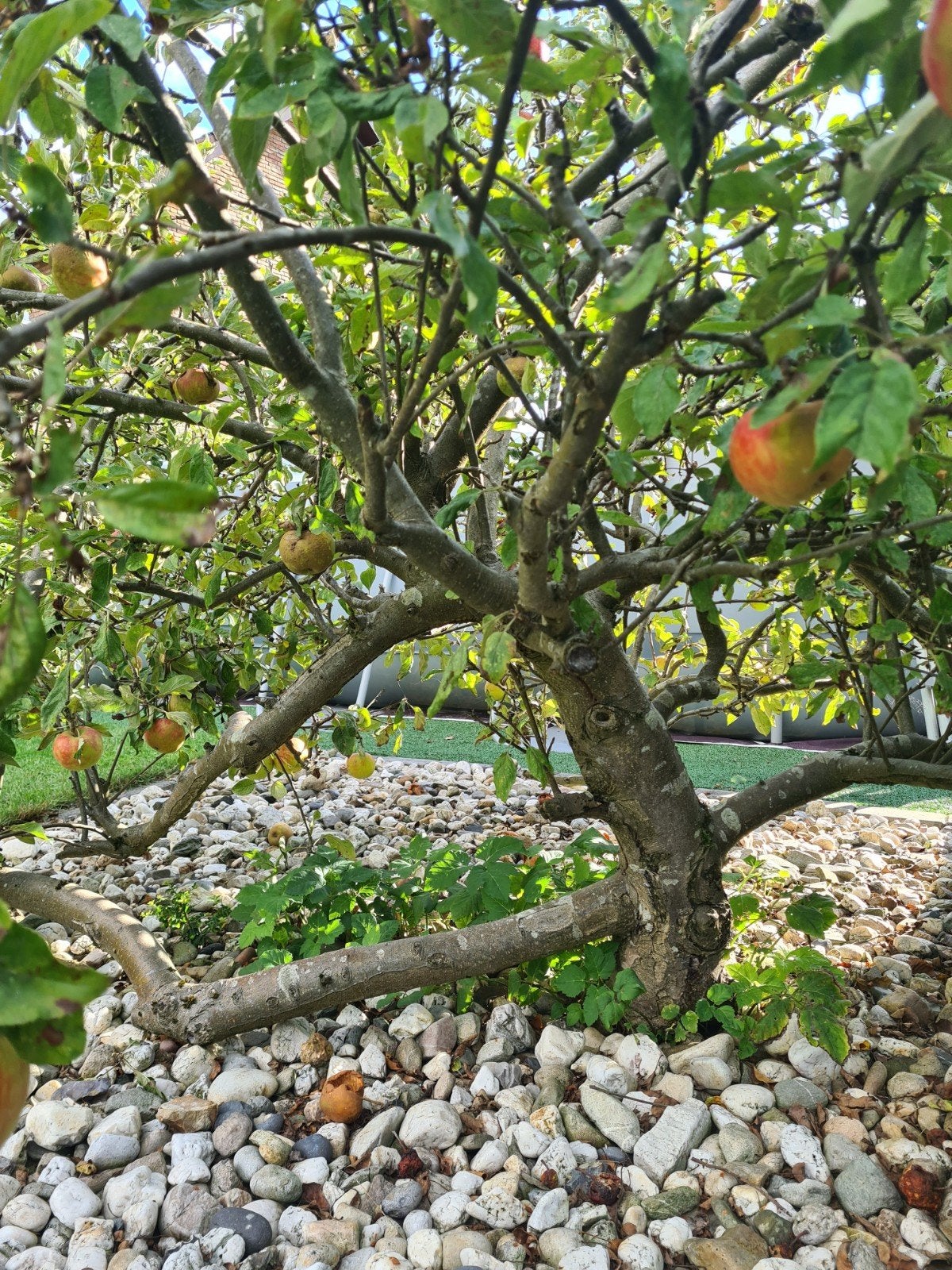 Mooie en gezonde appelboom, Overige soorten, Lente, 100 tot 250 cm, Ophalen