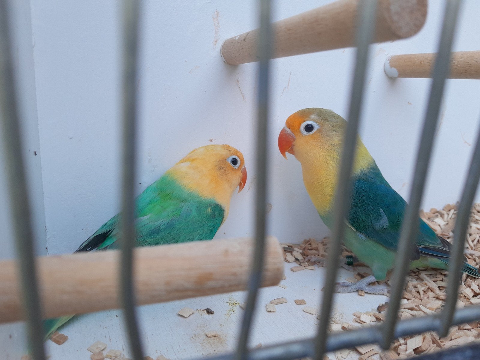 te koop fischeri's, Meerdere dieren, Geringd