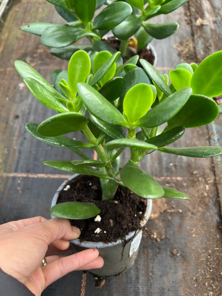 Crassula’ ovata  or jade plant poat12cn, Ophalen of Verzenden, Halfschaduw, Minder dan 100 cm