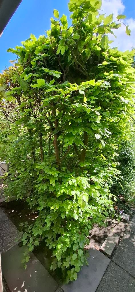 Gratis: 5 beukenhagen, Tuin en Terras, Planten | Bomen, Leiboom, Lente, 250 tot 400 cm, Ophalen