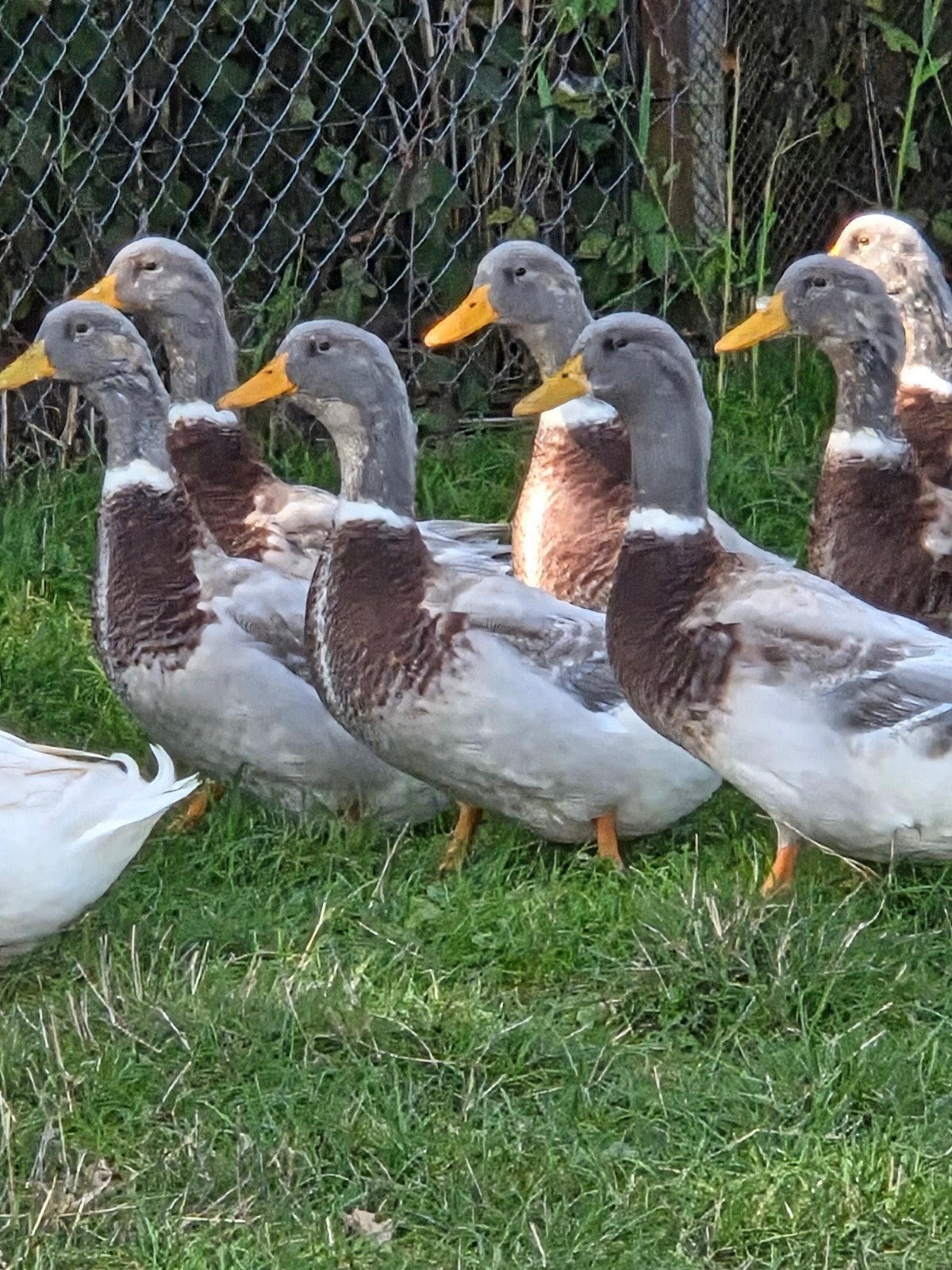 mooie grote eenden, Dieren en Toebehoren, Mannelijk, Eend