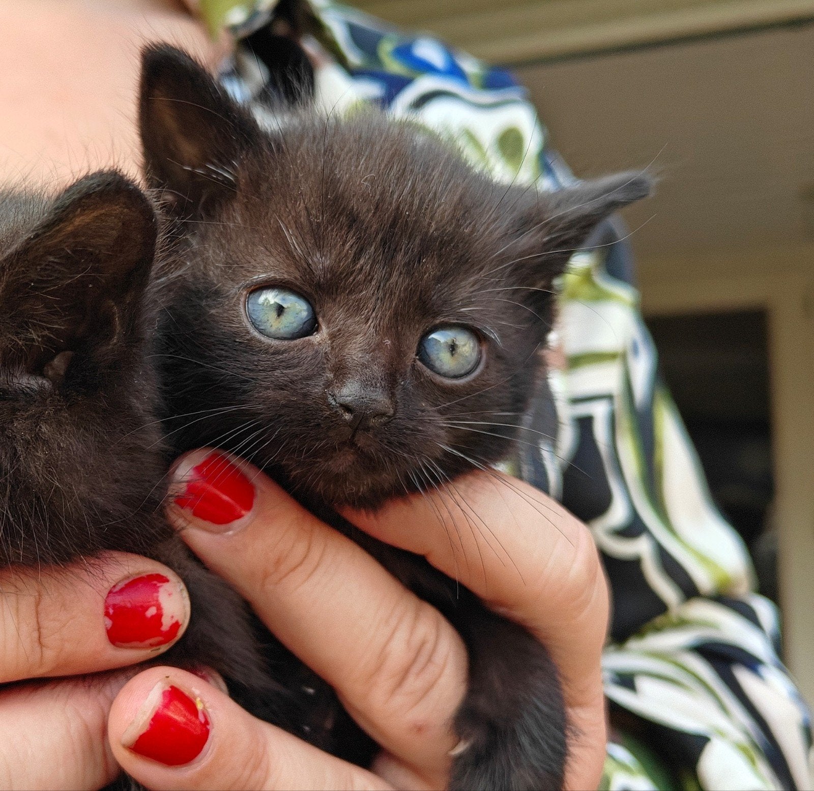Mooie zwarte kittens met blauwe ogen!!, Dieren en Toebehoren, Meerdere dieren, Kortharig, 0 tot 2 jaar