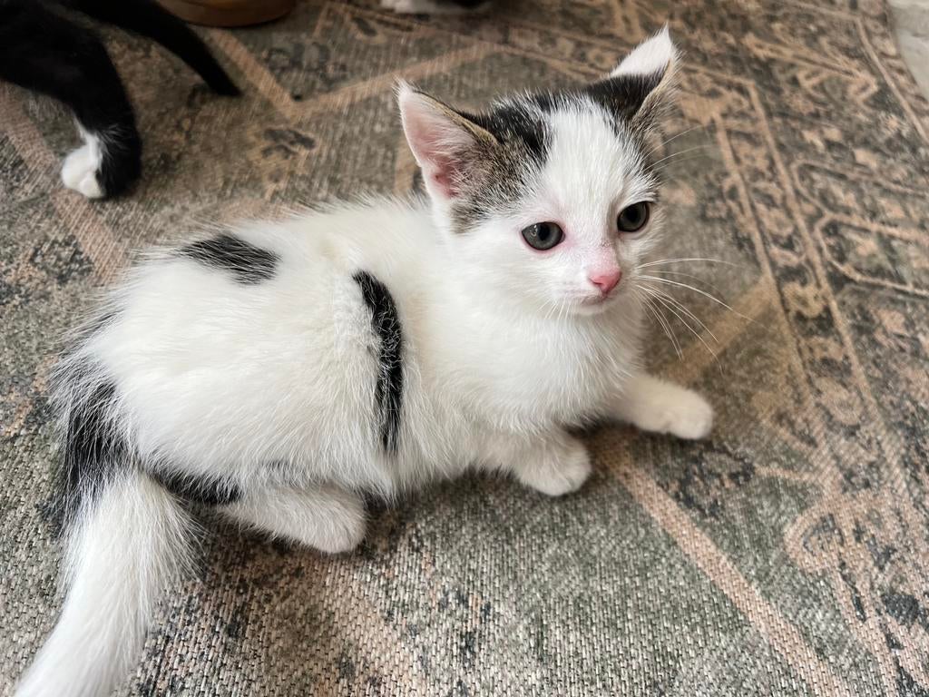 Kittens te koop, Dieren en Toebehoren, Katten en Kittens | Overige Katten, Meerdere dieren