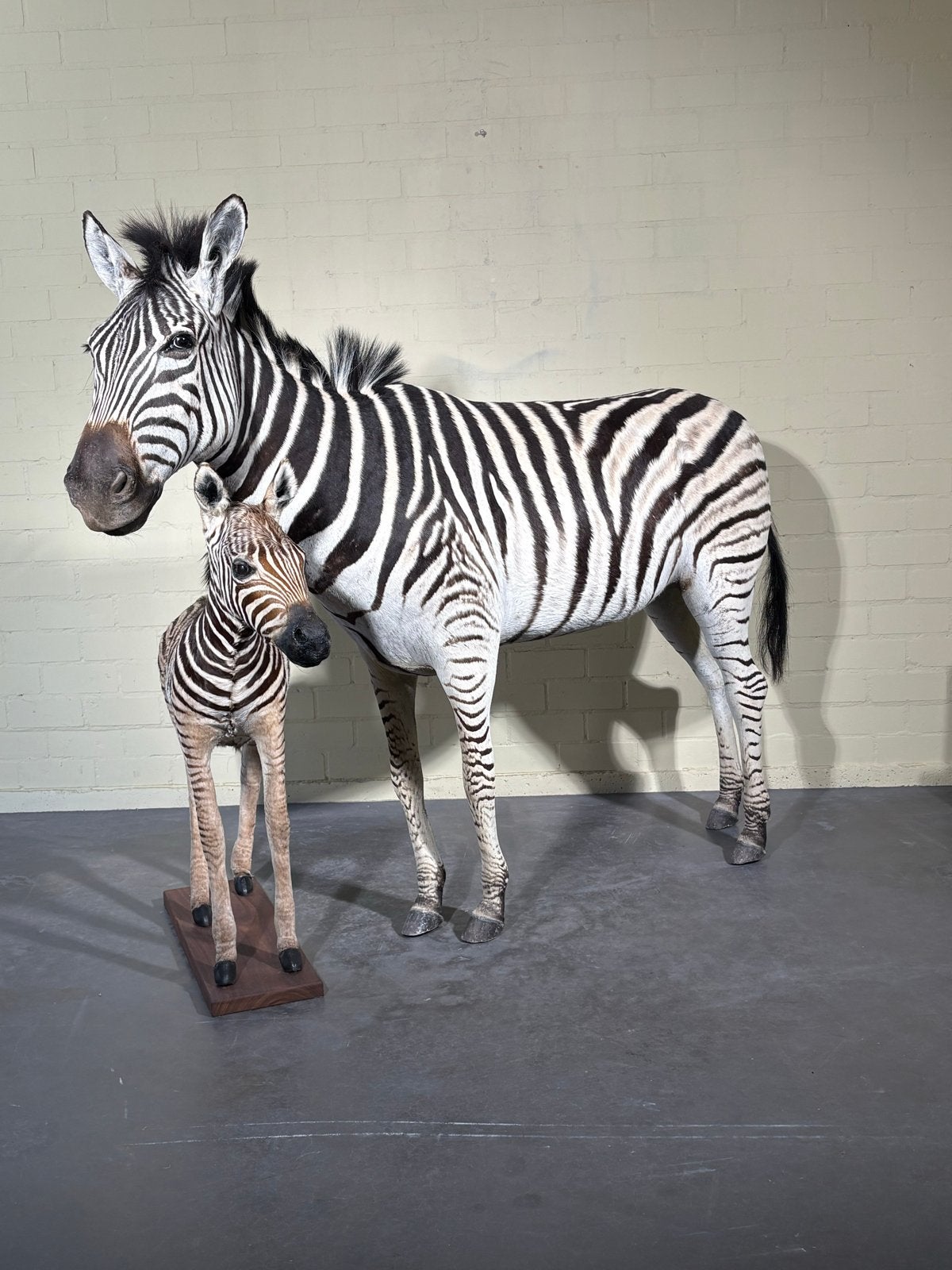Opgezette zebra met veulen - Fullmount taxidermie, Ophalen of Verzenden, Zo goed als nieuw, Wild dier, Opgezet dier