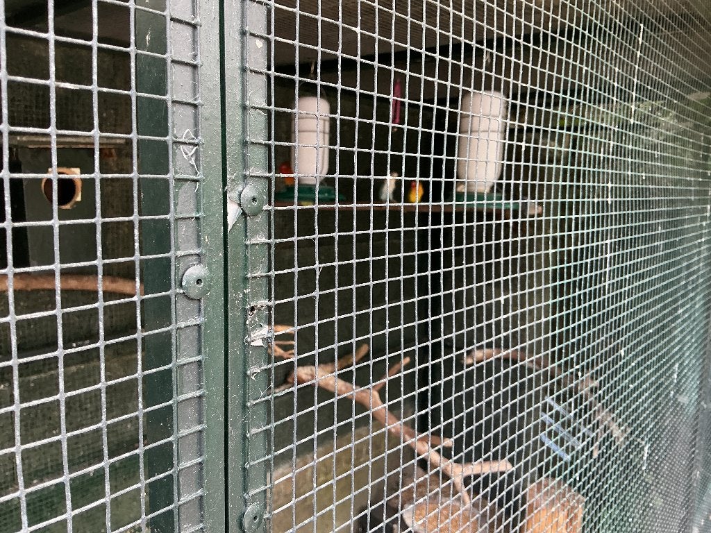 Agapornis fischerie 6 stuks, Dieren en Toebehoren, Geslacht onbekend, Dwergpapegaai of Agapornis