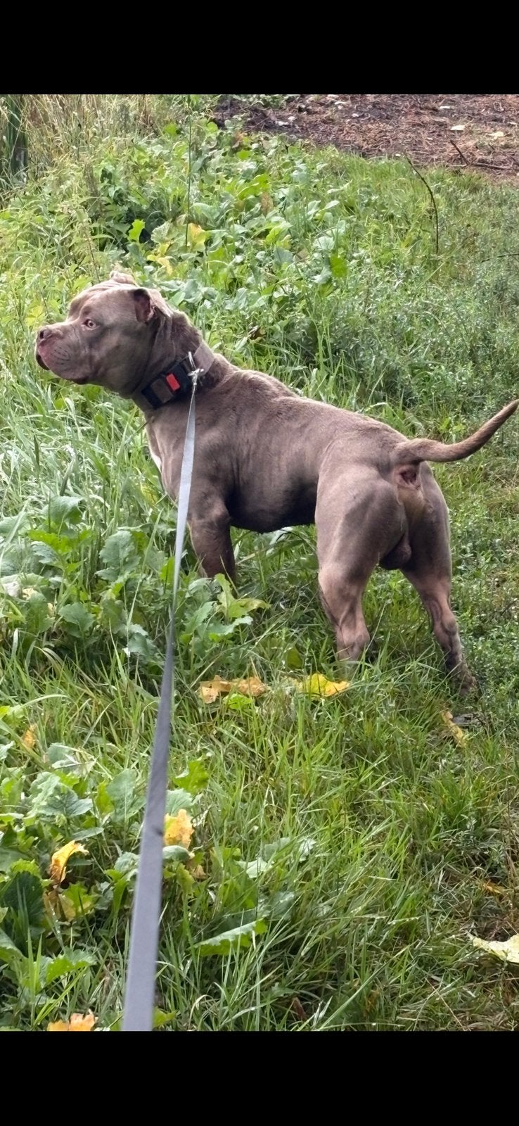 Bully/pitbull dekreu, Reu, Parvo, Eén hond, 3 tot 5 jaar