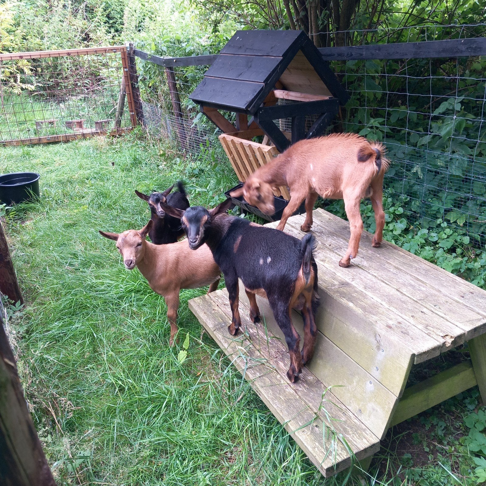 Dwerggeiten bokjes hoornloos, Dieren en Toebehoren, Mannelijk, Geit