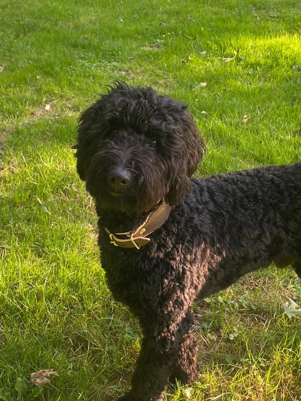 Labradoodle blacky️, Dieren en Toebehoren, Honden | Niet-rashonden, 15 weken tot 1 jaar, Reu, Parvo, Eén hond