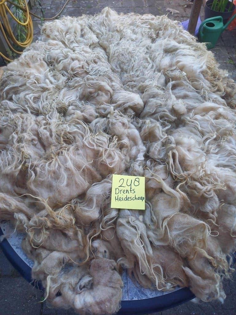 nr 248 Geschoren vacht van een Drents Heideschaap, Ophalen of Verzenden, Nieuw