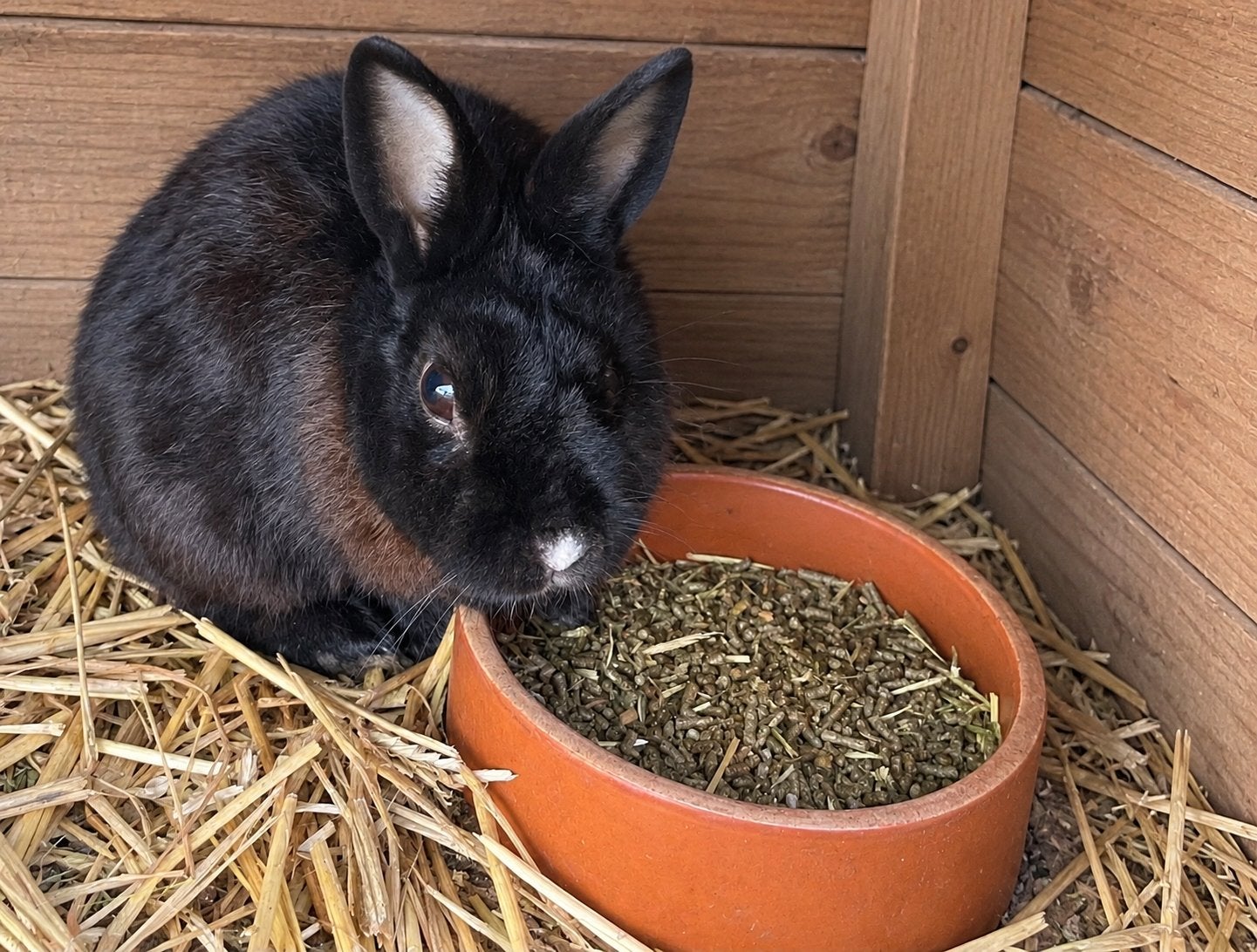 Ram, 4 jaar, Dieren en Toebehoren, Mannelijk, Mei, Overige typen, Tam