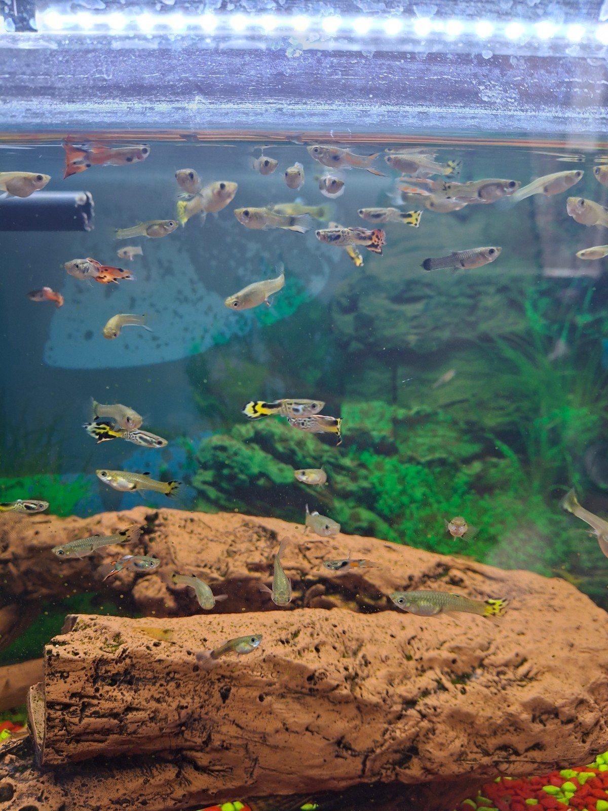 endler guppies, Dieren en Toebehoren, Vis