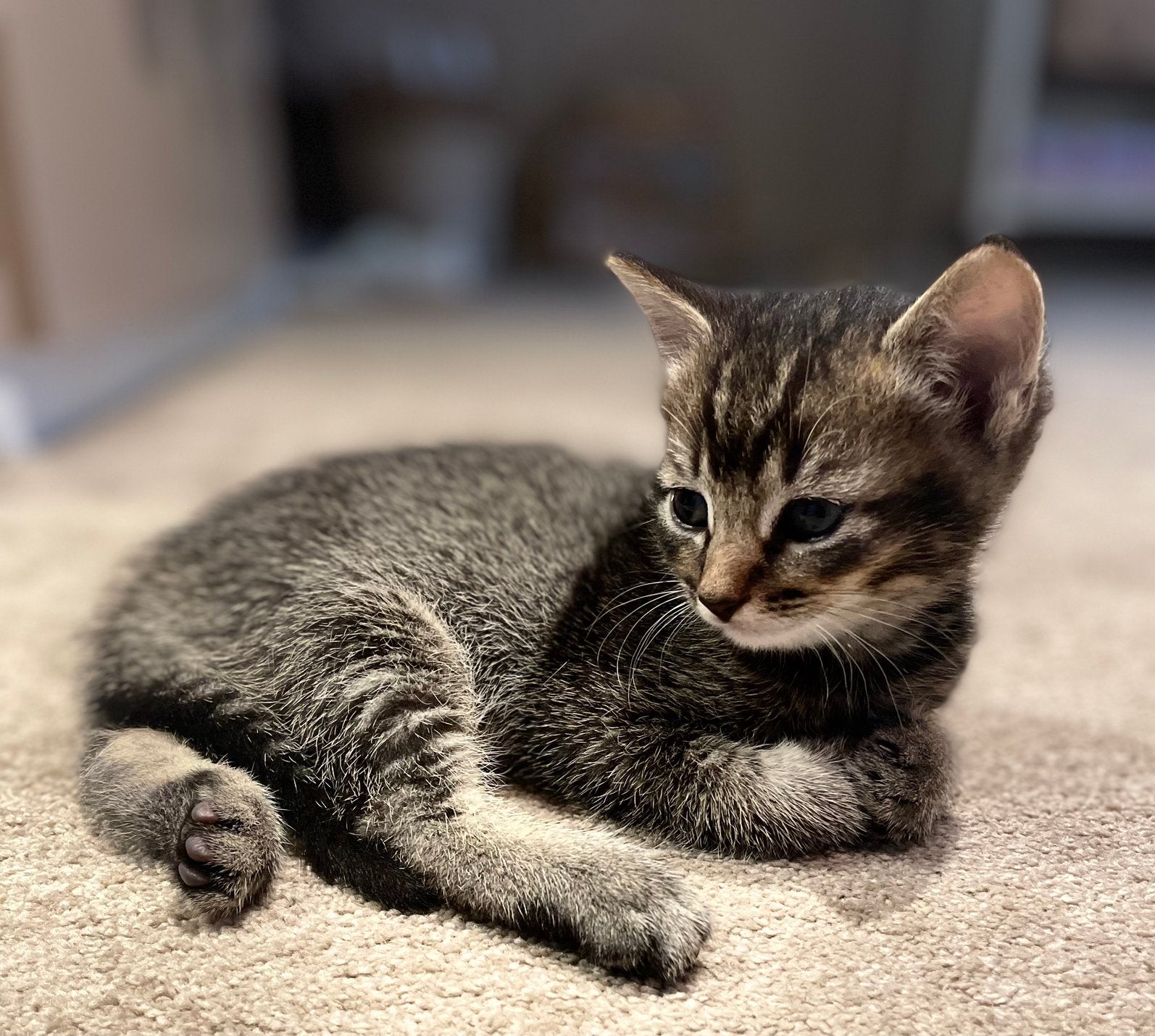 Te koop:  Kittens - jonge poesjes 🐈‍⬛🐈‍⬛, Dieren en Toebehoren, Poes