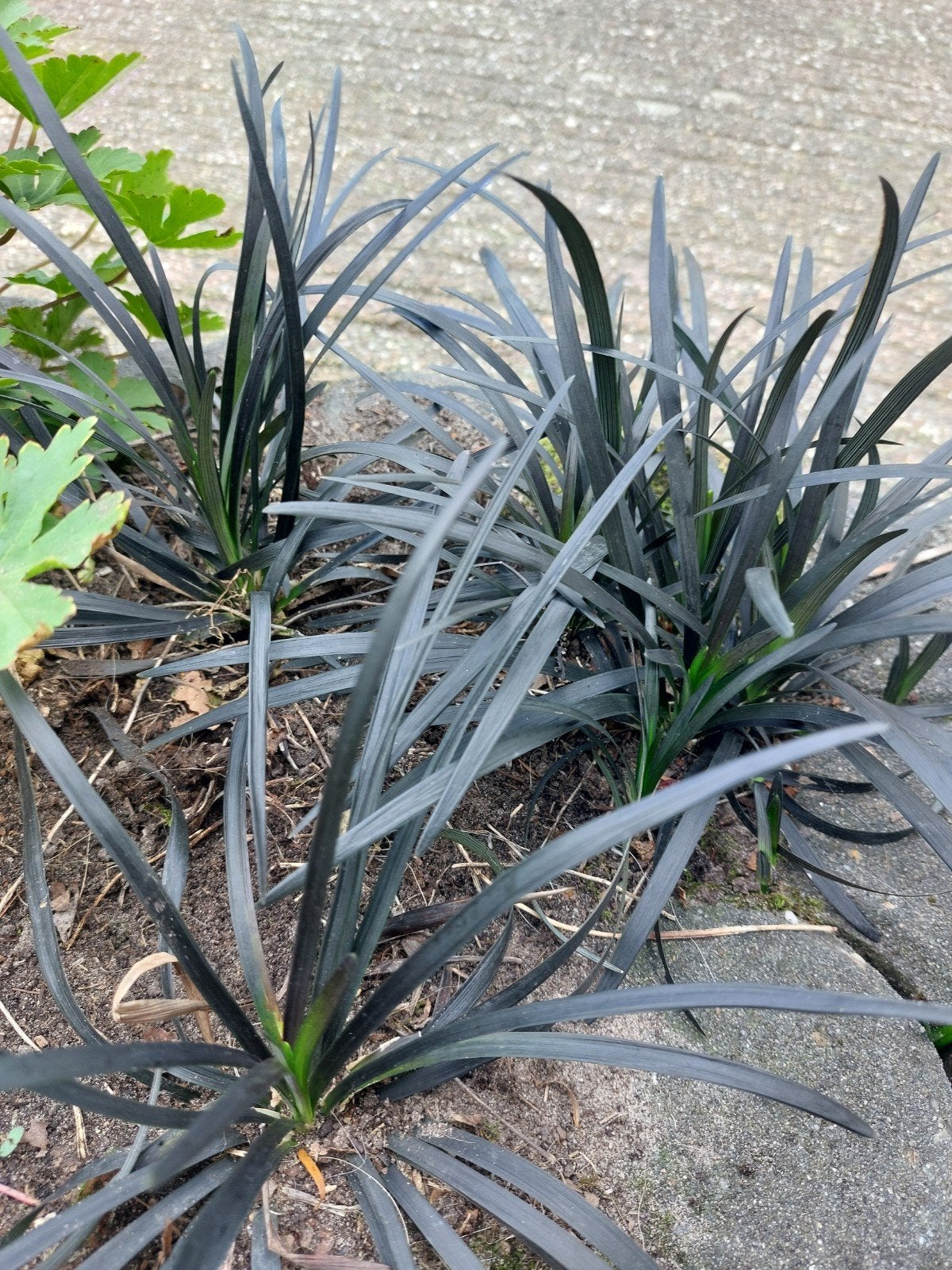 Ophiopogon, Ophalen, Volle zon