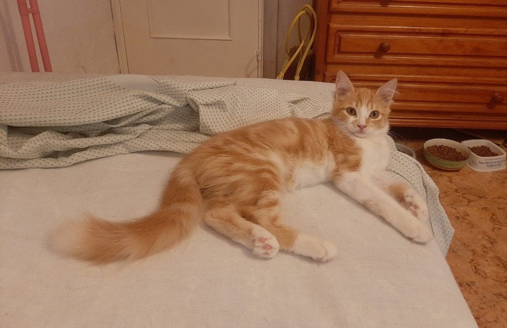 MJM Dogs Foundation: Eliot is in Nederland, Kater, Langharig, 0 tot 2 jaar