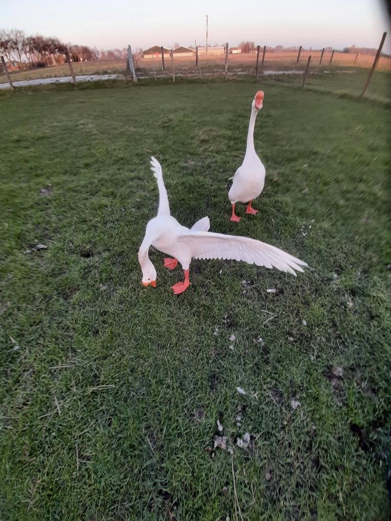 Broed eieren knobbelganzen., Dieren en Toebehoren, Pluimvee, Geslacht onbekend, Kip