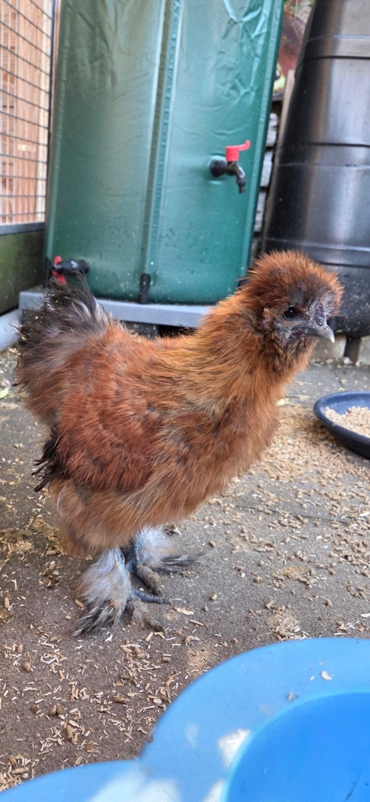 haantje, Dieren en Toebehoren, Pluimvee, Mannelijk, Kip