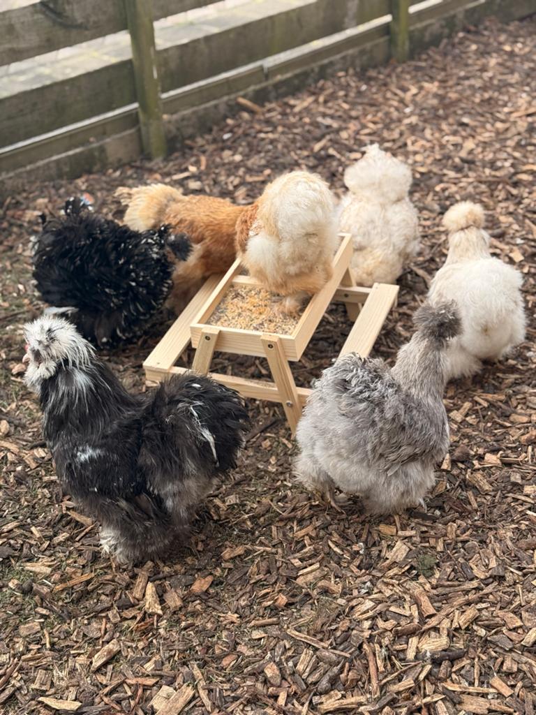 🥚🐣🐥Broedeieren zijdehoen USA 🥚🐣🐥, Geslacht onbekend, Kip