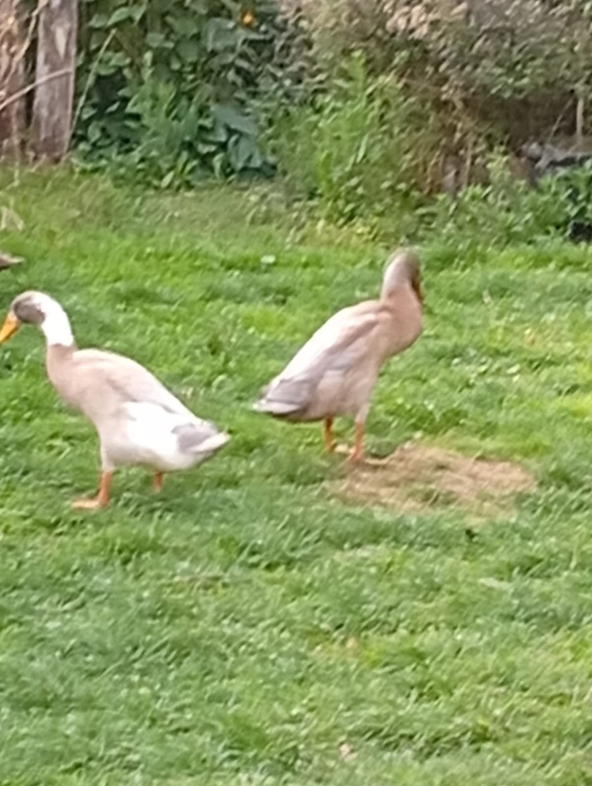 Indische loopeenden, Dieren en Toebehoren, Meerdere dieren