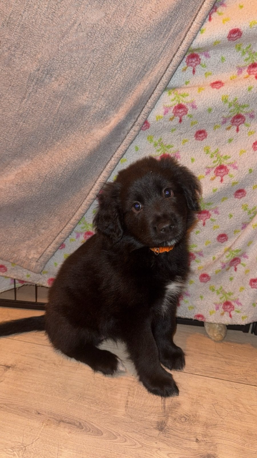 Nog 6 Prachtige Pups zoeken een liefdevol thuis!, 8 tot 15 weken, Groot, Meerdere, Meerdere dieren