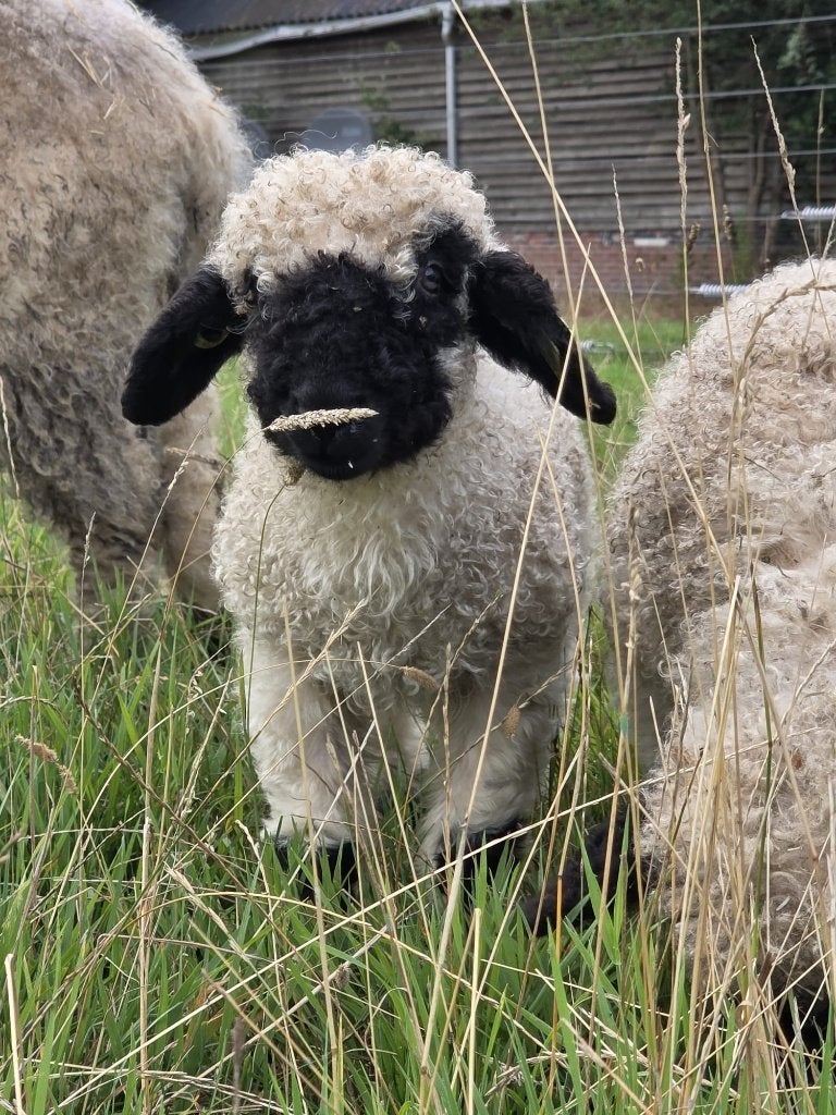 2 walliser lammetjes, Dieren en Toebehoren, Meerdere dieren, Schaap, 0 tot 2 jaar