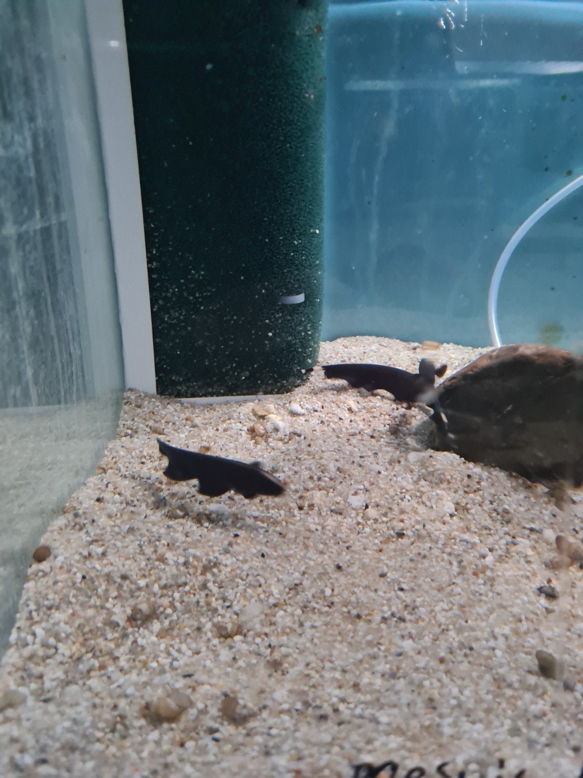 Apteronotus Albifrons, Zwarte Amerikaanse Mesvis,, Dieren en Toebehoren, Vissen | Aquariumvissen, Vis, Zoetwatervis