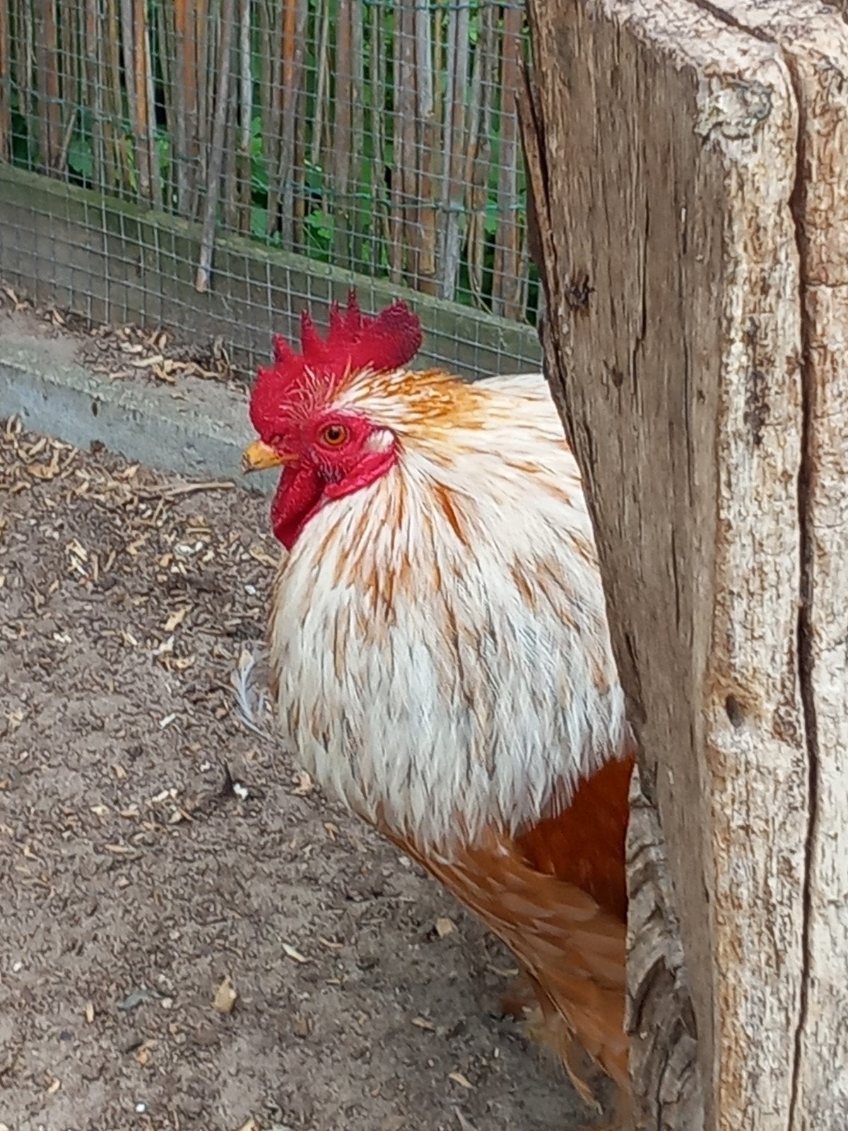 Chocin haan, Dieren en Toebehoren, Pluimvee, Mannelijk, Kip