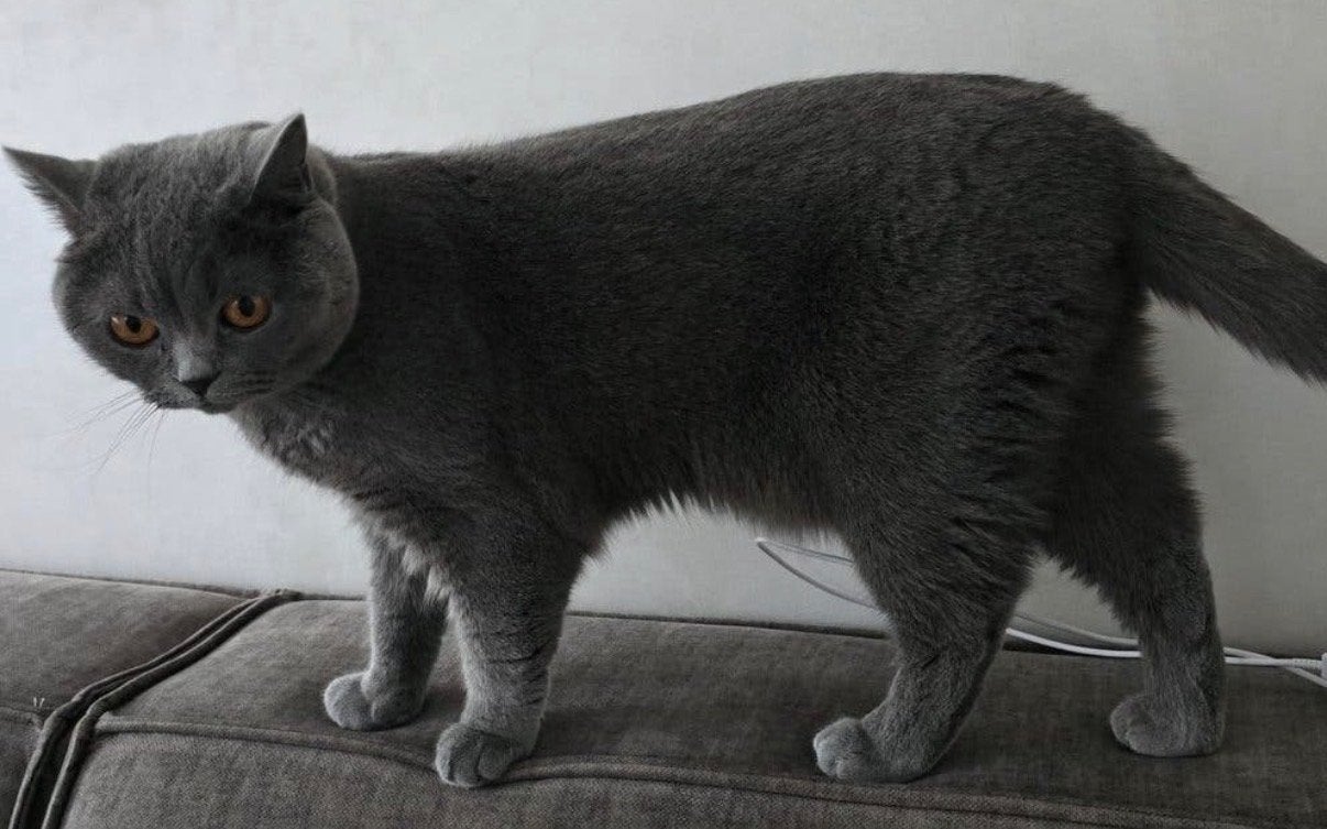 Prachtige Britse Korthaar, Kater