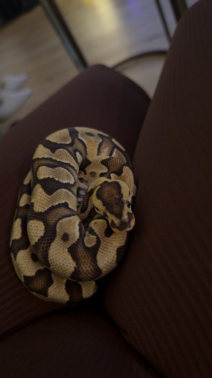 Ball python Ball Python - unknown for sale from zoetjeloetje079