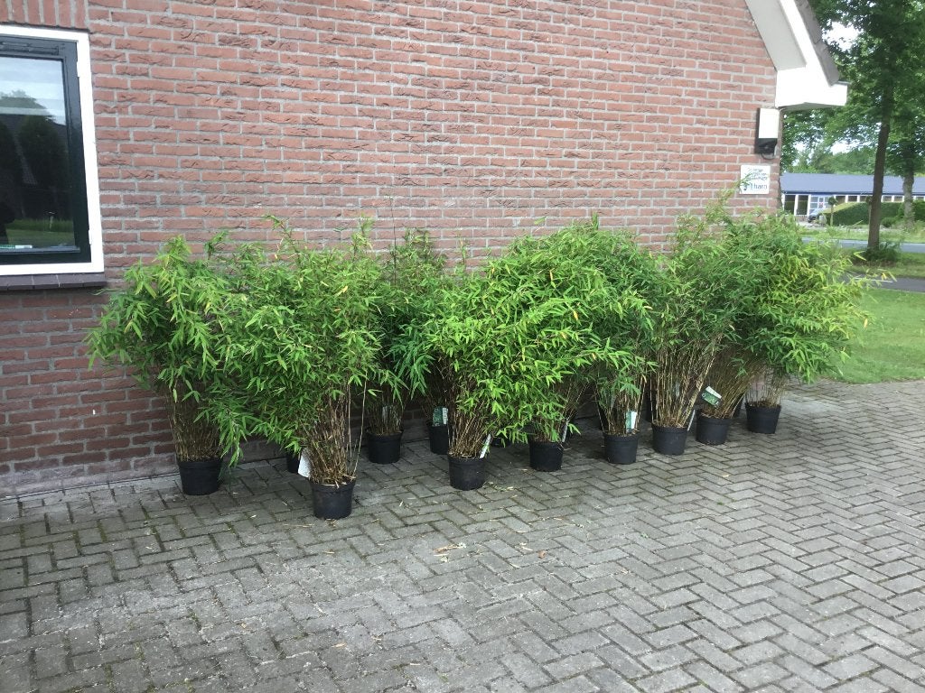 Fargesia nitida Gansu, niet woekerende bamboe!, Vaste plant, Bloeit niet, Halfschaduw, Ophalen