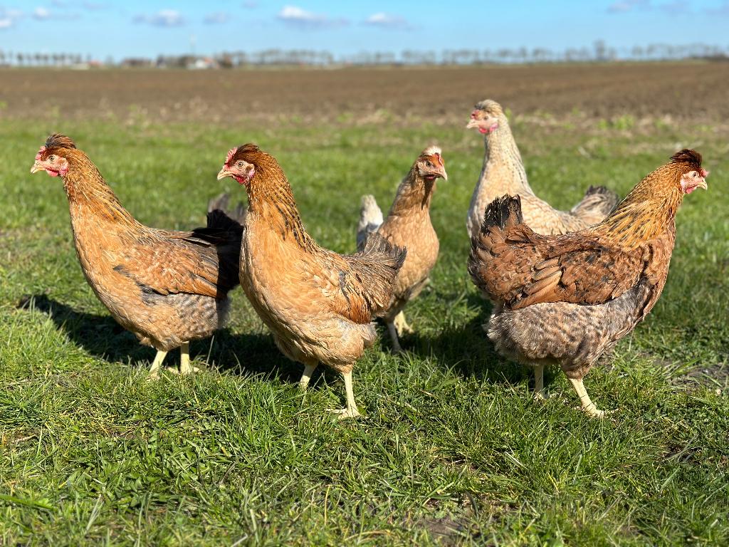 Jonge tamme Cream legbar kippen gesekst en ingeënt, Dieren en Toebehoren, Vrouwelijk, Kip