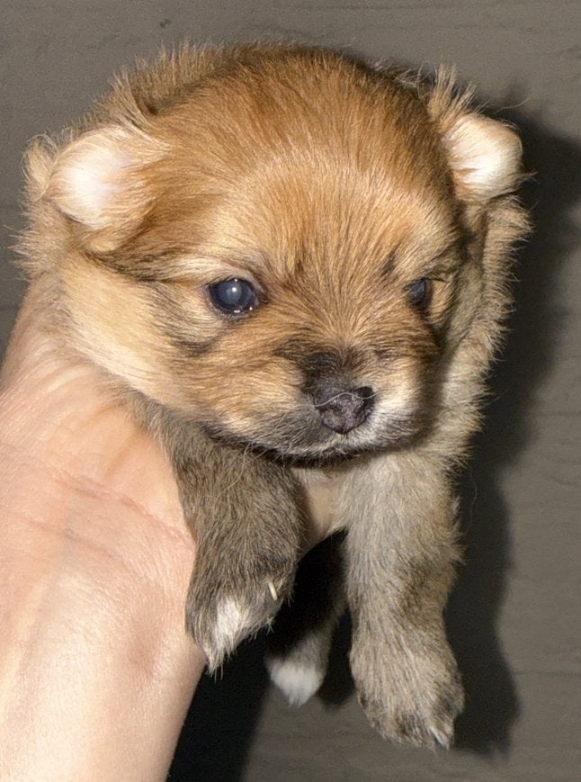 Pomeriaan pups, Dieren en Toebehoren, Keeshond, Meerdere, Meerdere dieren, Nederland